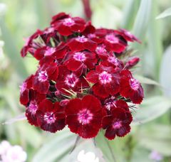 黒花ナデシコ　種30粒　花の種
