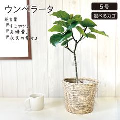 観葉植物 ウンベラータ フィカス 5号 白竹カバー ベラボン付 選べる鉢カバー PPライナー付 おしゃれ 鉢植え 人気 お祝い 誕生日 母の日 インテリア リビングインテリア リビング 送料無料