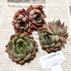 通販値段 ♡鬼姫（オニヒメ）♡韓国苗♡多肉植物♡微発根 植物/観葉