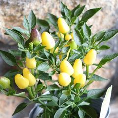 観賞用トウガラシ ポコアポコ イエロー 3〜3.5号ポット苗 【1株販売】 寄せ植え 鉢植え 花壇 お洒落 おしゃれ 可愛い かわいい カラフル 夏の花 秋の花 花 苗 初心者