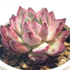 多肉植物   韓国苗   抜き苗   No.56  ラタム  根あり
