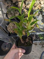 モナデニウム ペドルクラツム Monadenium pedunculatum - メルカリ