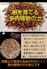 なおこ追加あられ⑱大きめ!❣️ ももホイップ❣️6苗メルカリ便送料込 GAOU☆Shop - メルカリShops