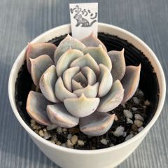 チュブス】☆多肉植物☆エケベリア☆カット苗☆ - メルカリ