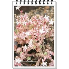 ポトシナム 群生タイプ セダム 2寸ポット 弁慶草科 多肉植物 根付苗 多肉激安 セダム苗 可愛い多肉植物