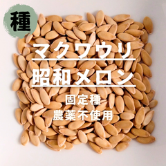 【種】マクワウリ　昭和メロン　農薬不使用　30粒