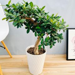 ［現品］【希少】4番　サイカス　クリビコーラ　ルテア　実生　蘇轍　観葉植物　レア 現品］【希少】4番 サイカス クリビコーラ ルテア 実生 蘇轍 観葉植物 レア