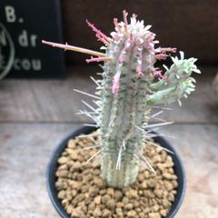ポットごと♡ミルクトロン♡白樺キリン♡紅葉する多肉植物♡ユーフォルビア♡インテリア♡