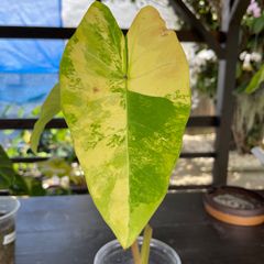 【希少】　コロカシア　サイアムワンダフル　colocasia Siam wonderful