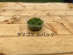 タマゴケ 小パック