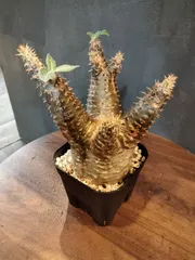 パキポディウム・現地球マカイエンセ(抜き苗) レ1845 「現地】パキポディウム マカイエンセ 多頭 抜き苗