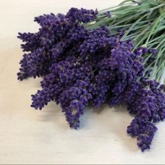 夢農場ラベンダー100本