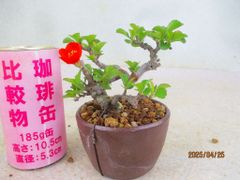 [讃岐屋緑兵衛] 小品盆栽 長寿梅 (42865白釉丸鉢)全高：12㎝ 宅配便発送