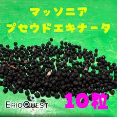 マッソニア プセウドエキナータ EQ1112 10粒