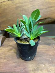 ユーフォルビア・ブレビフォリア　3号　観葉植物　コーデックス　インテリア　グリーン