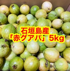 石垣島産「赤グァバ&白グァバ」2kgセット - メルカリ