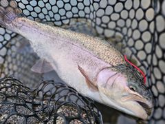 【らーてりっち】管釣り　エリアトラウト 海鱒スパイラルtrigger らーてりっち】管釣り エリアトラウト 海鱒スパイラルtrigger