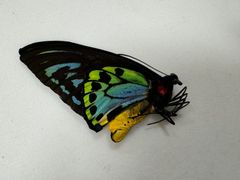 蝶の標本★マラマシケ島産アオメガネペアNo.3