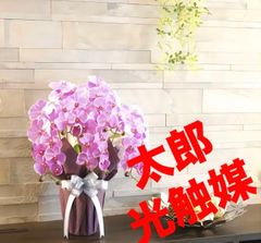 光触媒　人工観葉植物　フェイクグリーン　エレガント胡蝶蘭5本立L@@