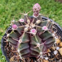 サボテン ギムノカリキウム属 牡丹玉