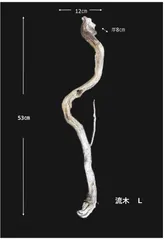 2025年最新】アク抜き済流木の人気アイテム - メルカリ