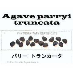 2月入荷 10粒+ パリー トランカータ 植物検疫証明書あり 種 種子