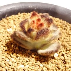 【テディベア】エケベリア・ふわふわ