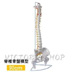 ドイツソムソ社製の脊椎（脊柱）骨格模型　美品 2025年最新】ソムソ 模型の人気アイテム - メルカリ