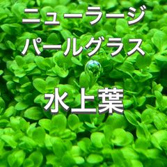 ニューラージパールグラス 水上葉