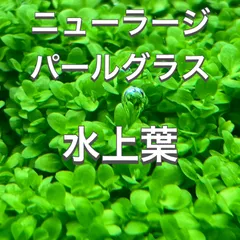 2024年最新】水草 ニューラージパールグラス 無農薬の人気アイテム - メルカリ