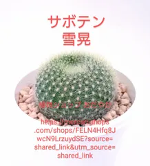 サボテン 雪晃♡抜き苗(^○^) 【公式通販】