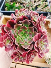 大株❤️メデューサ❤️9頭群生　アエオニウム　木立　　多肉植物　ブーケ 新品種 アエオニウム メテューサ錦錦 (木立群生) 法師錦 (31cm