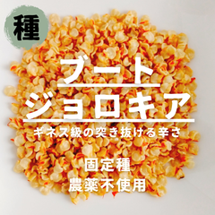 【種】ブート・ジョロキア　農薬不使用　10粒