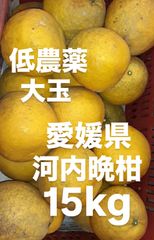 愛媛県産　低農薬　宇和ゴールド　河内晩柑　柑橘　15kg