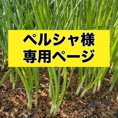 ペルシャ様専用ページ‼️玉ねぎ苗
