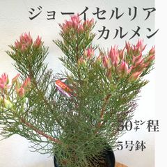 ジョーイセルリア②　カルメン苗・苗木　5号鉢　★メルカリ発送　★ドライフラワーにもなります！
