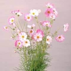 【花の種】コスモス　ピンクピコティ　１００粒以上　白地に桃の絞り咲き 　1グラム