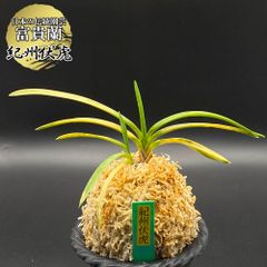 富貴蘭 風蘭 蘭 紀州伏虎 キシュウフッコ 2本立 【現品】 t355  フウキラン フウラン 送料無料