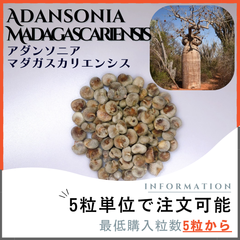 【種子】バオバブ アダンソニア マダガスカリエンシス/セット割あり 数量5粒から
