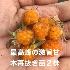 ⭐️⭐️紅葉苺抜き苗(大)2株⭐️⭐️ 1800円→1580円  最高峰の絶品極旨極甘な木苺苗　もみじいちご　モミジイチゴ　木苺　キイチゴ　きいちご　木いちご　木イチゴ　ラズベリー　ワイルドベリー　木苺