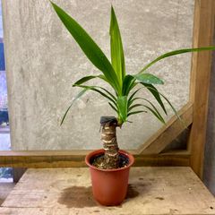 観葉植物　ユッカ　青年の木