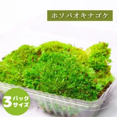 【高原の苔】ホソバオキナゴケ シラガゴケ ヤマゴケ 苔テラリウム 苔 パック 明るい日陰向き オープンからクローズ 密閉容器向け S(１０ｃｍ×１２ｃｍ)外寸