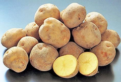 キタアカリ 黄金芋 3kg +（当日収穫野菜）無農薬 安全 安心 美容 健康