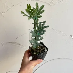 2026年最新】ミモザアカシア 生花の人気アイテム - メルカリ