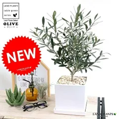 オリーブ （白色） 中型 キューブ型 陶器鉢 Ｍサイズ 植木鉢 オリーブの木 苗 苗木 鉢 植木 観葉植物 庭木 挙式用 結婚式 