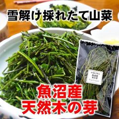 【季節限定】新潟魚沼/天然生木の芽/採れたて山菜/100g