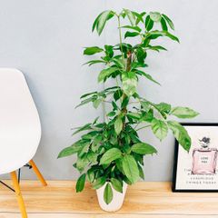 ［現品］32番　ブラッサイア　8号　観葉植物　室内　大型　鉢受け皿付き　おしゃれ　シェフレラ　インテリアグリーン