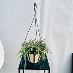［在庫］リプサリス  ピロカルパ　観葉植物　室内　蔓性　かわいい　吊り鉢　ハンギング　多肉植物　サボテン科
