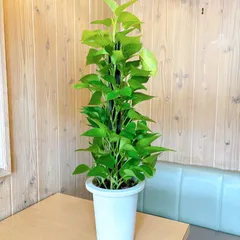2025年最新】ポトスタワーの人気アイテム - メルカリ