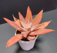 エケベリア 原種 ノヴォガリシアナ novogaliciana. Villa Hidalgo その3  ケーレス実生苗　傷みがあります。